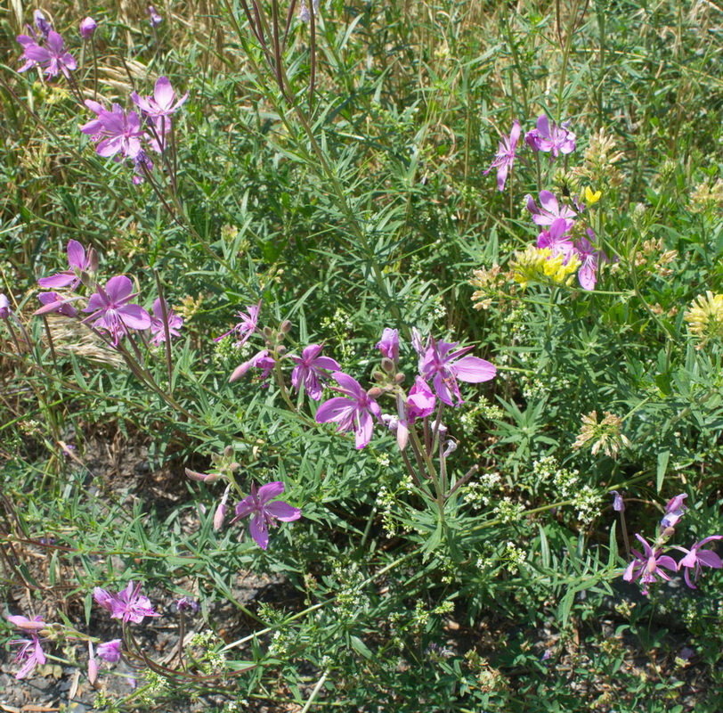 Image of Chamaenerion colchicum specimen.