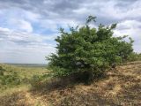 род Crataegus. Плодоносящее дерево. Ростовская обл., Аксайский р-н, окр. хут. Александровка, степной склон. 14.07.2018.