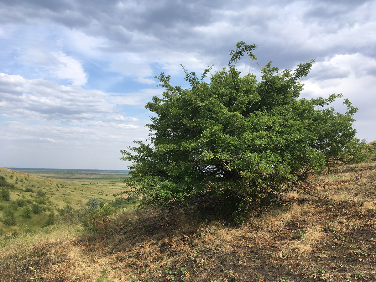 Изображение особи род Crataegus.