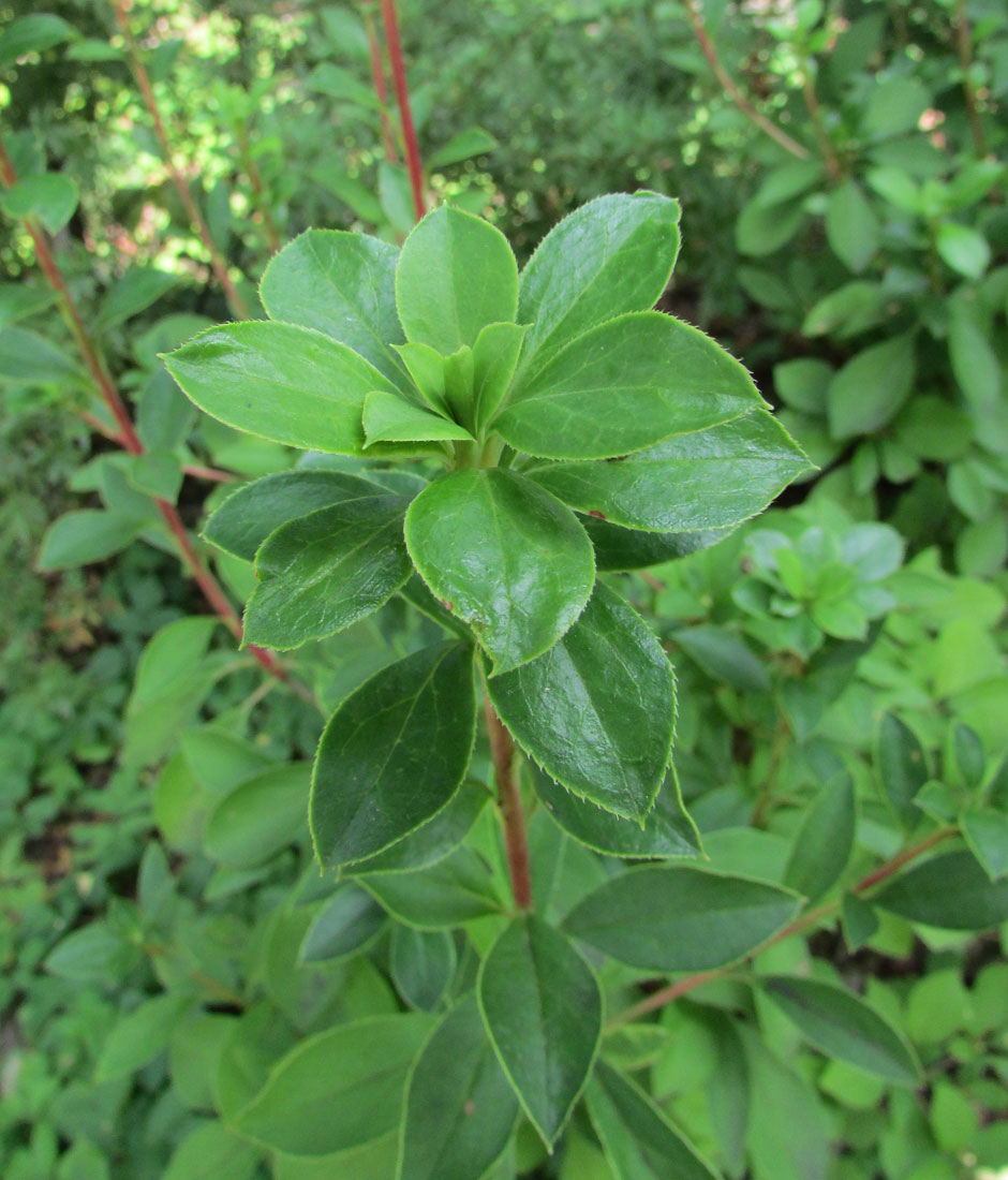 Image of Enkianthus campanulatus specimen.