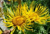 Inula helenium