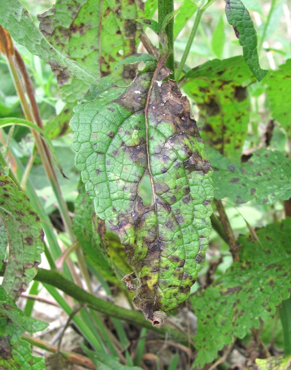 Image of genus Verbascum specimen.