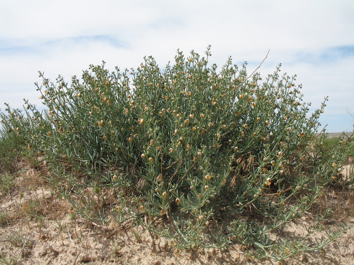 Изображение особи Zygophyllum furcatum.