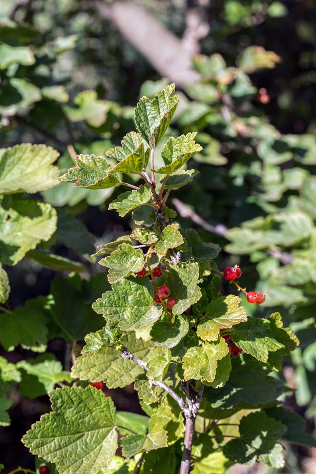 Изображение особи Ribes rubrum.