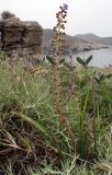 genus Leopoldia