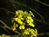 Erysimum aureum. Соцветие. Днепропетровская обл., балка в верховьях р. Самоткани. 30.05.2010.