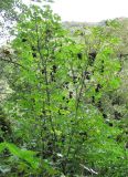 Staphylea pinnata