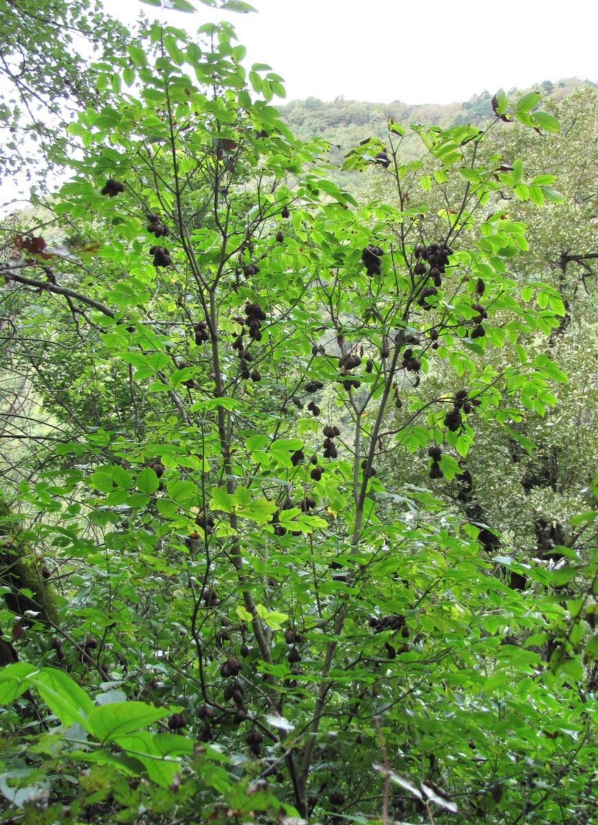 Image of Staphylea pinnata specimen.