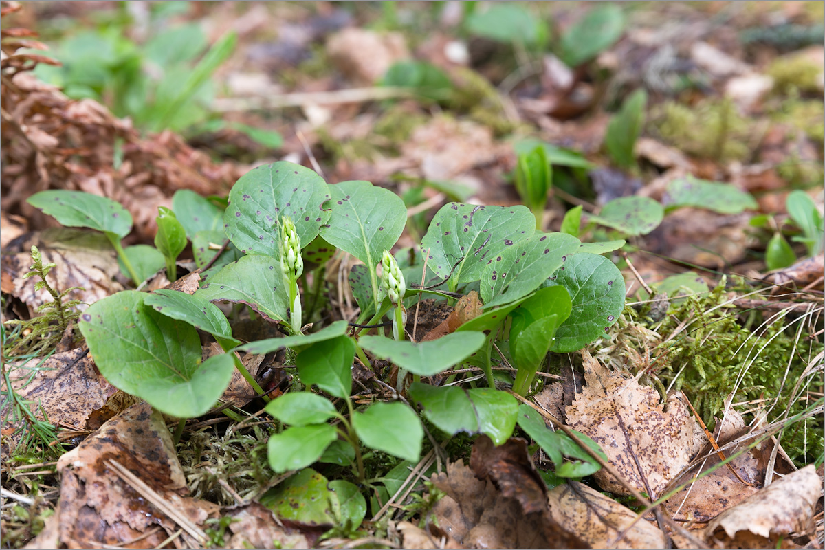 Image of Pyrola rotundifolia specimen.