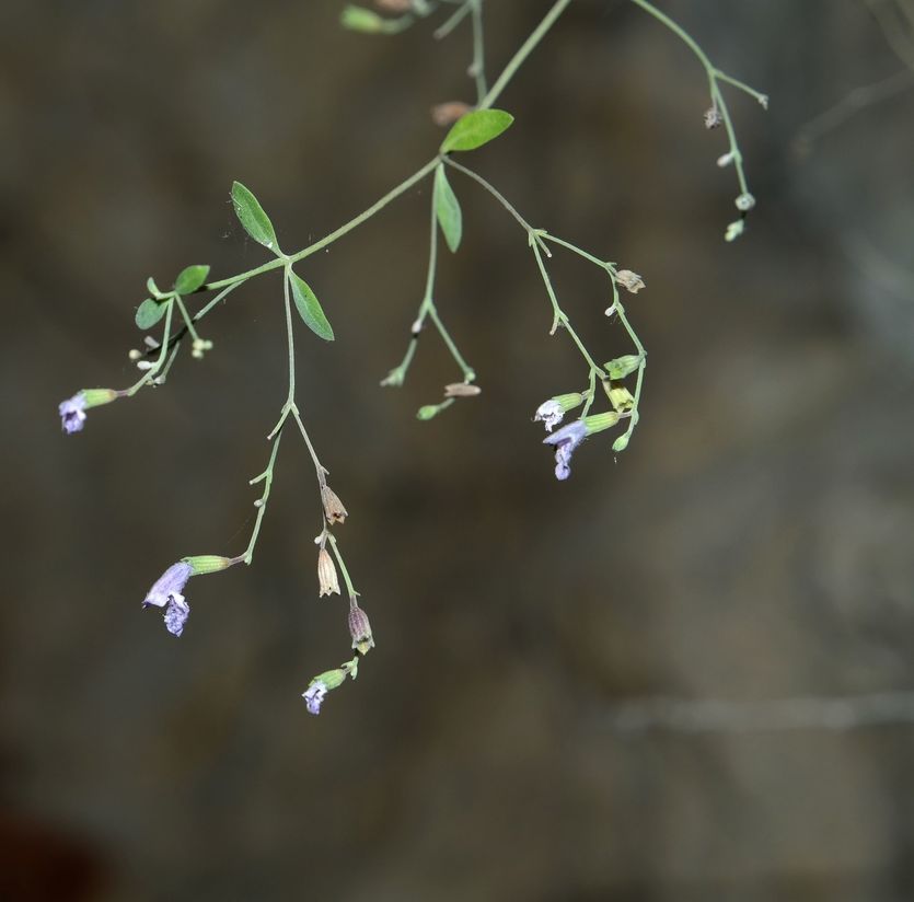 Image of Micromeria serpyllifolia specimen.