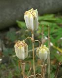 Fritillaria pontica