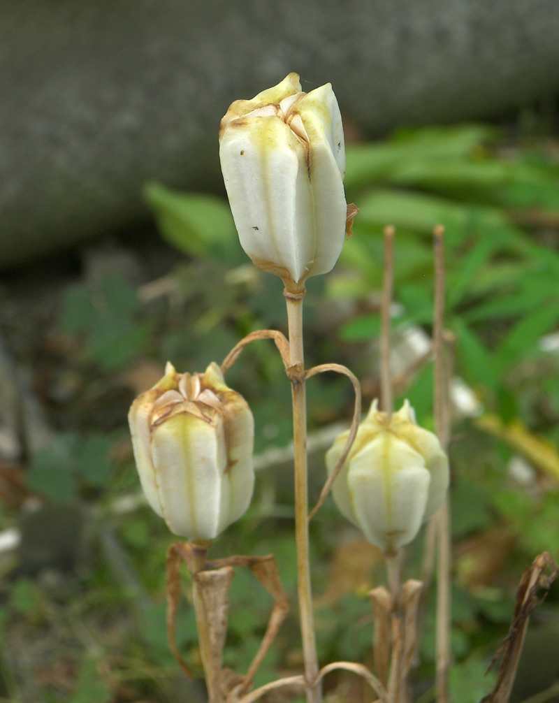 Изображение особи Fritillaria pontica.