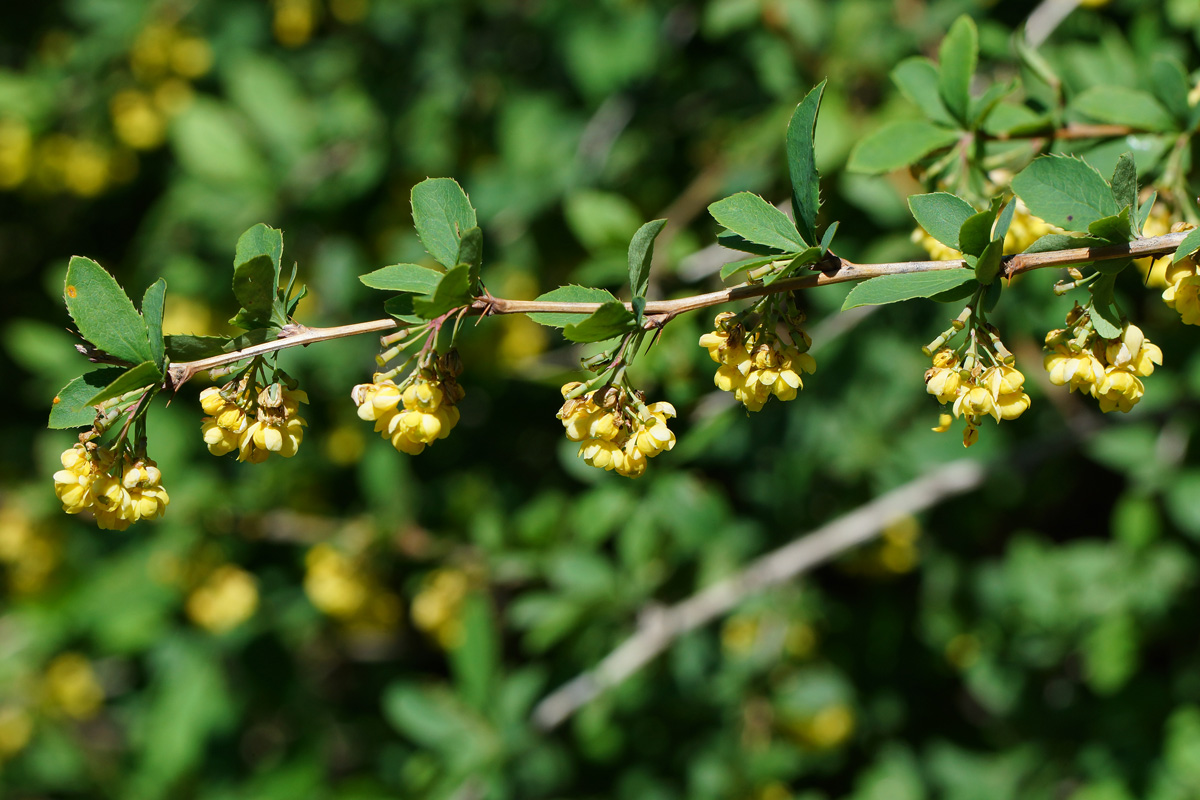 Image of Berberis vulgaris specimen.