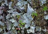 Nephroma arcticum. Талломы на почве. Соловецкие острова, остров Большой Соловецкий, хвойный лес. 08.07.2014.