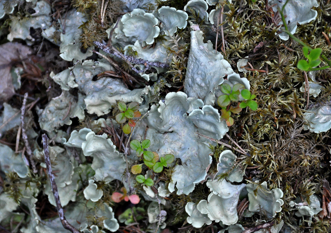 Image of Nephroma arcticum specimen.