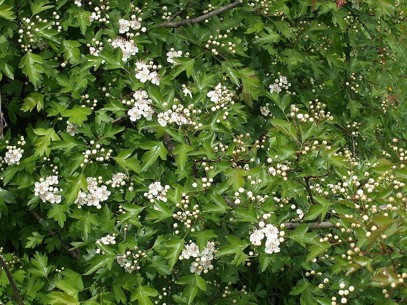 Изображение особи род Crataegus.