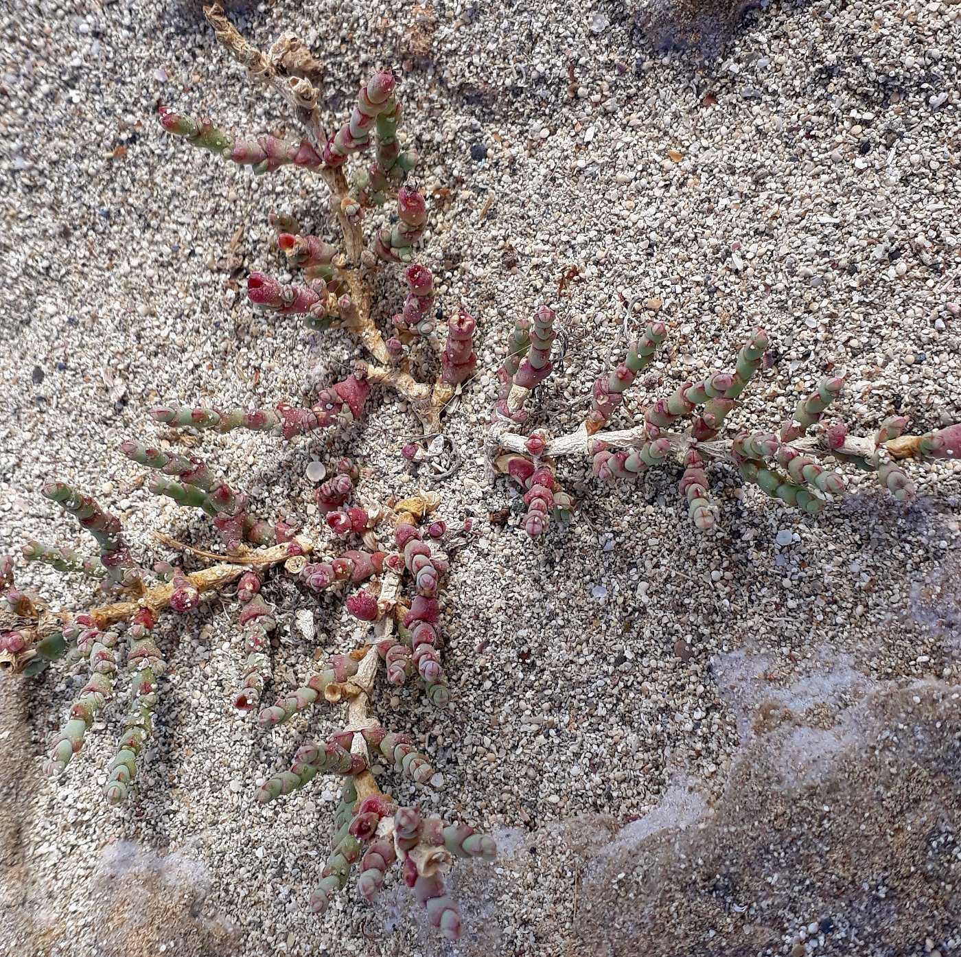 Image of Sarcocornia perennis specimen.