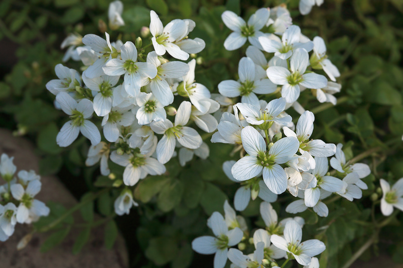 Изображение особи Cardamine prorepens.