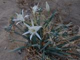 Pancratium maritimum. Цветущее и плодоносящее растение. Кипр, г. Айа-Напа, центральная часть пляжной зоны Нисси-Бич, охраняемая зона с растущими на ней эндемиками. 09.10.2018.