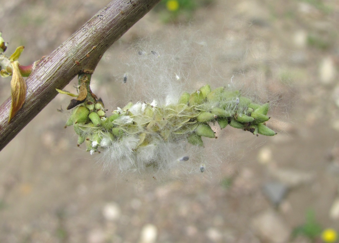 Image of Salix elbursensis specimen.