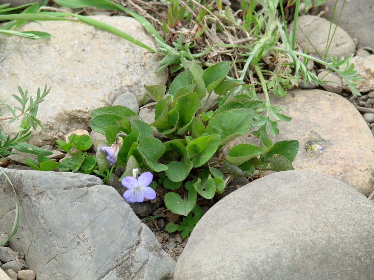 Изображение особи Viola rupestris.