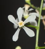 Azadirachta indica