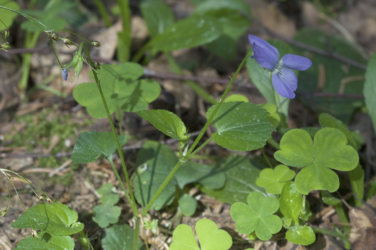 Изображение особи Viola riviniana.