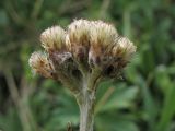 Antennaria carpatica. Пестичные (женские) корзинки. Украина, Закарпатская обл., Раховский р-н, хр. Свидовец, ≈ 1800 м н.у.м., альпийское травянисто-кустарничковое сообщество. 2 июля 2010 г.