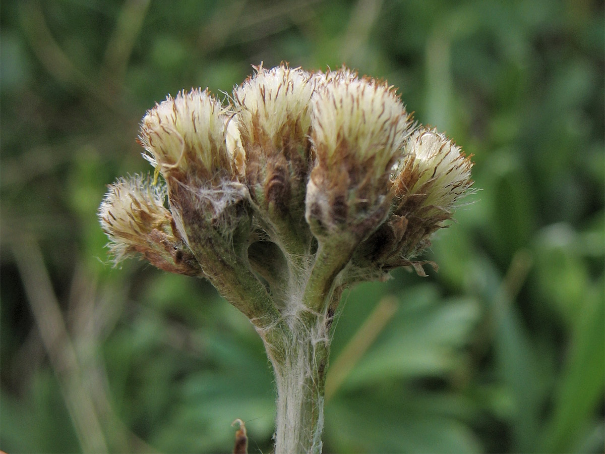 Image of Antennaria carpatica specimen.