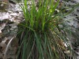 Carex digitata