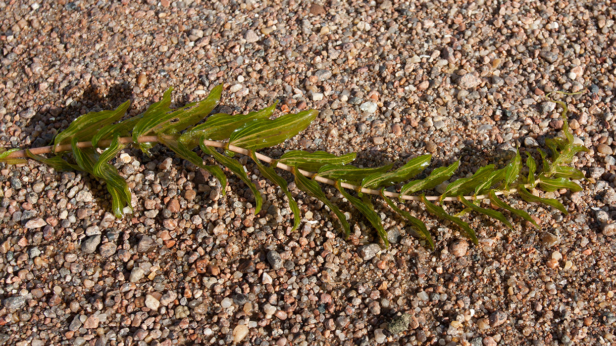 Image of Potamogeton perfoliatus specimen.