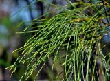 Gymnostoma nobile