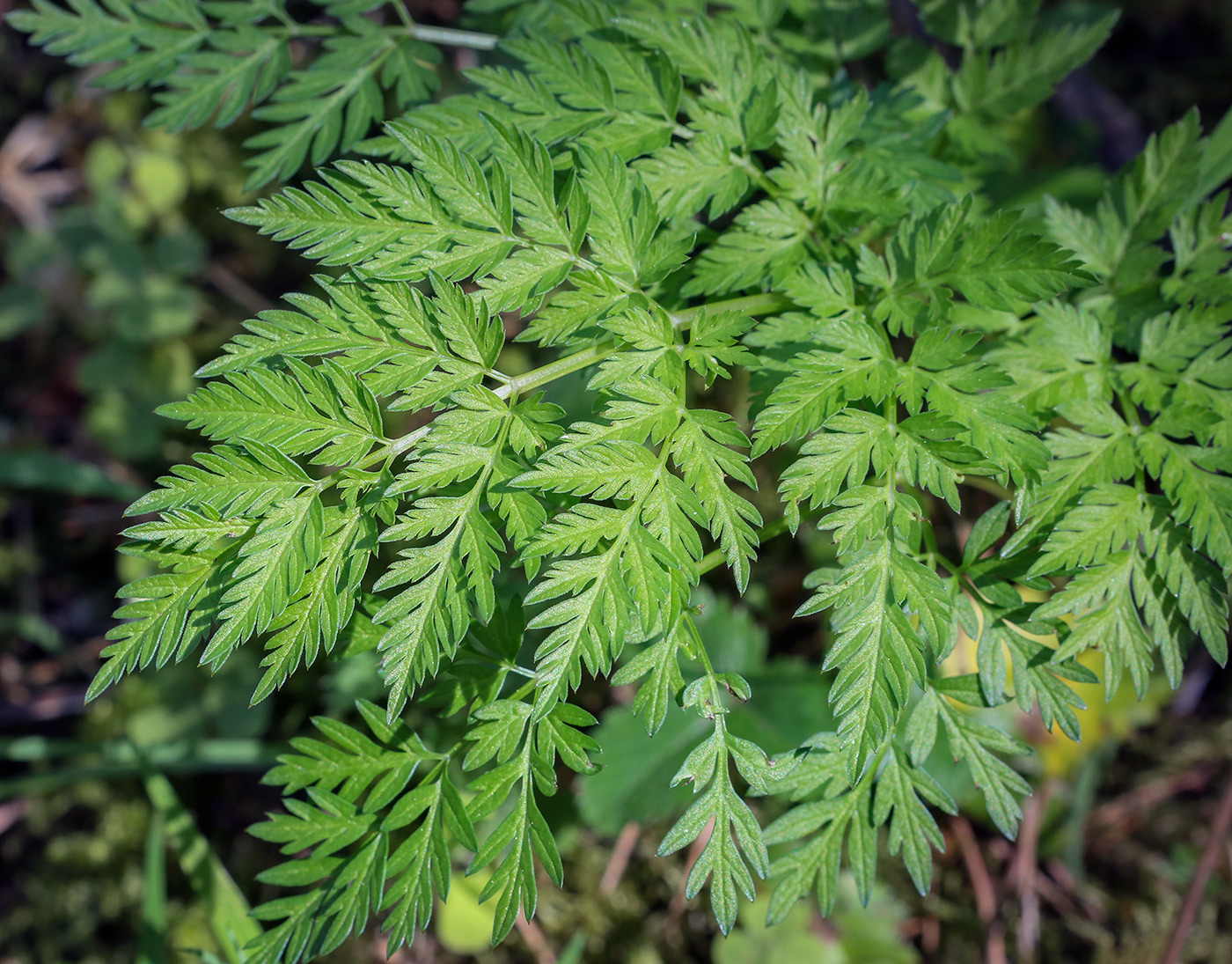 Изображение особи семейство Apiaceae.