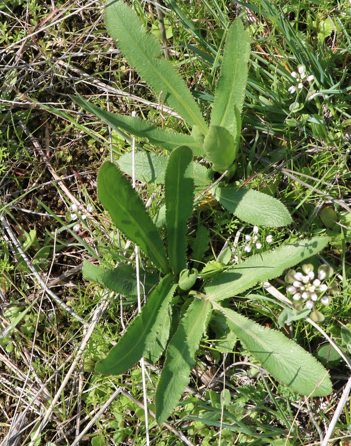 Изображение особи Falcaria vulgaris.