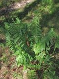 Dryopteris affinis