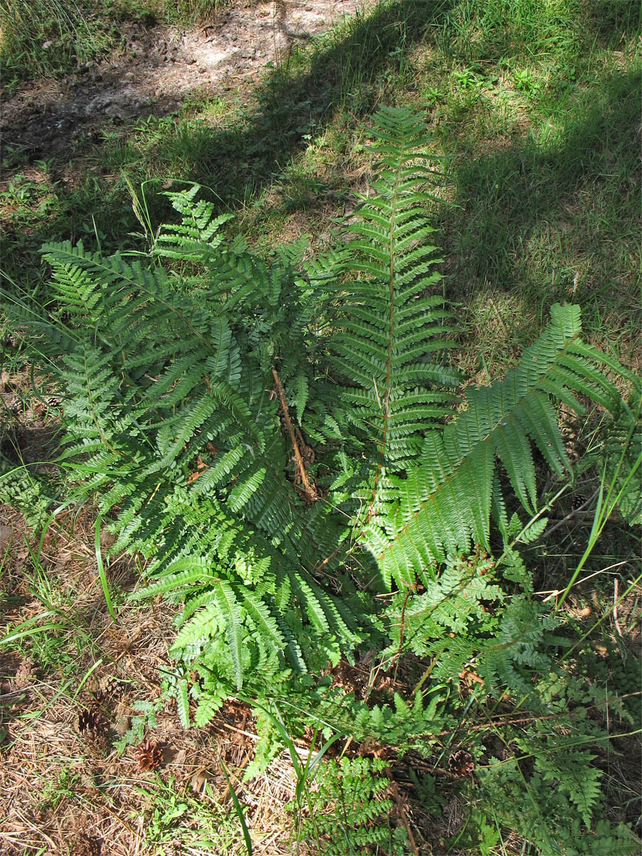 Изображение особи Dryopteris affinis.