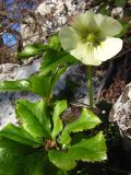 Helleborus caucasicus