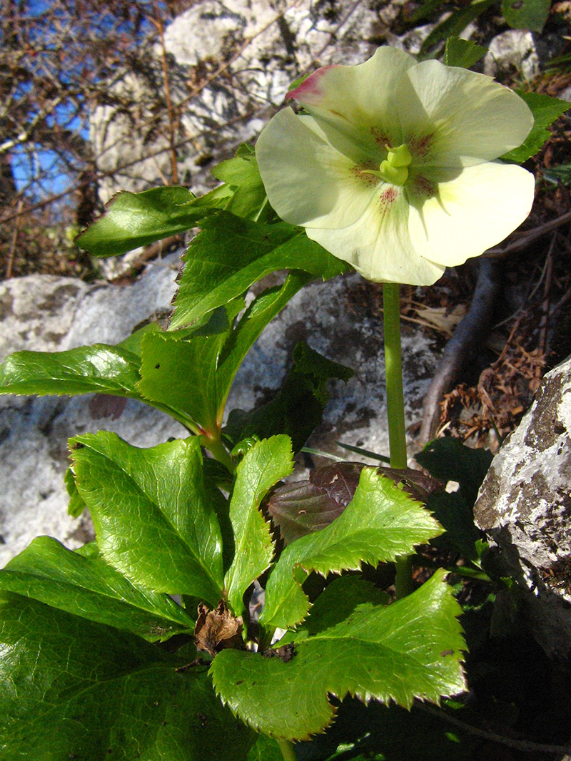 Image of Helleborus caucasicus specimen.