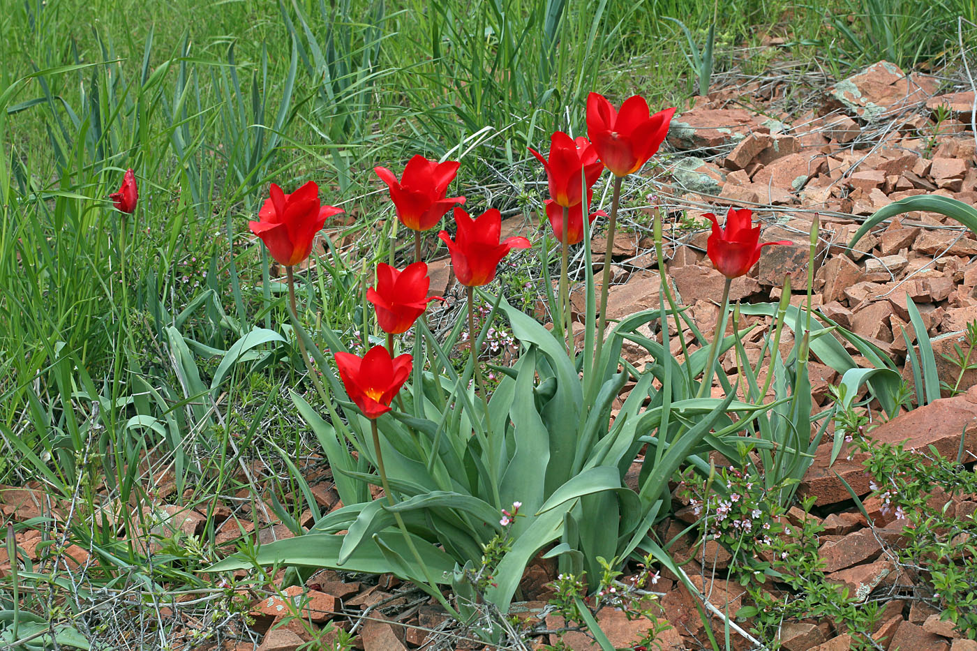 Image of Tulipa vvedenskyi specimen.