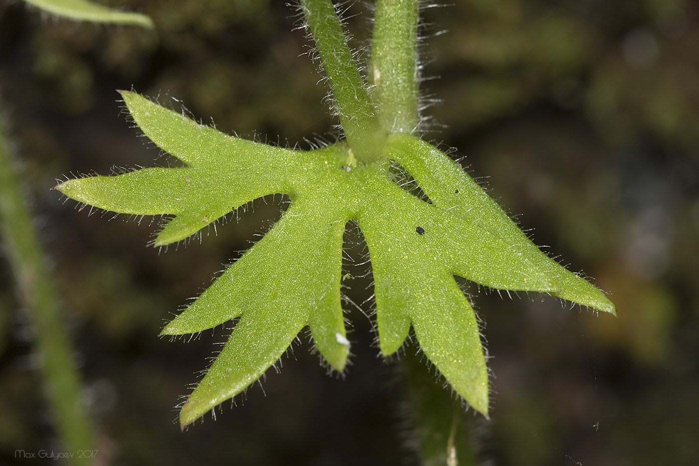 Image of Saxifraga irrigua specimen.