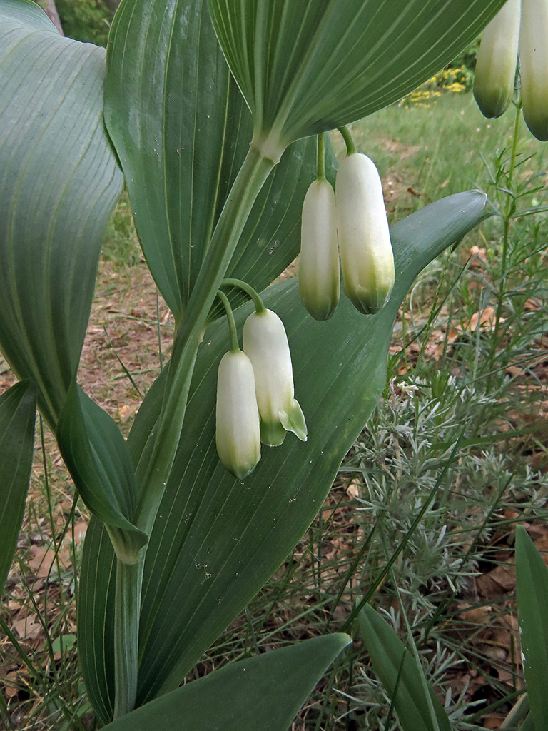 Image of Polygonatum odoratum specimen.