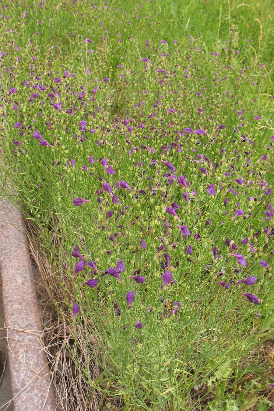 Изображение особи Dodartia orientalis.