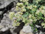 Galium valantioides. Часть соцветия. Дагестан, Левашинский р-н, окр. с. Леваши, ок. 1400 м н.у.м., скальный выход. 09.06.2019.