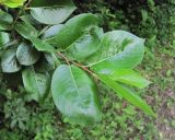 Salix pentandrifolia