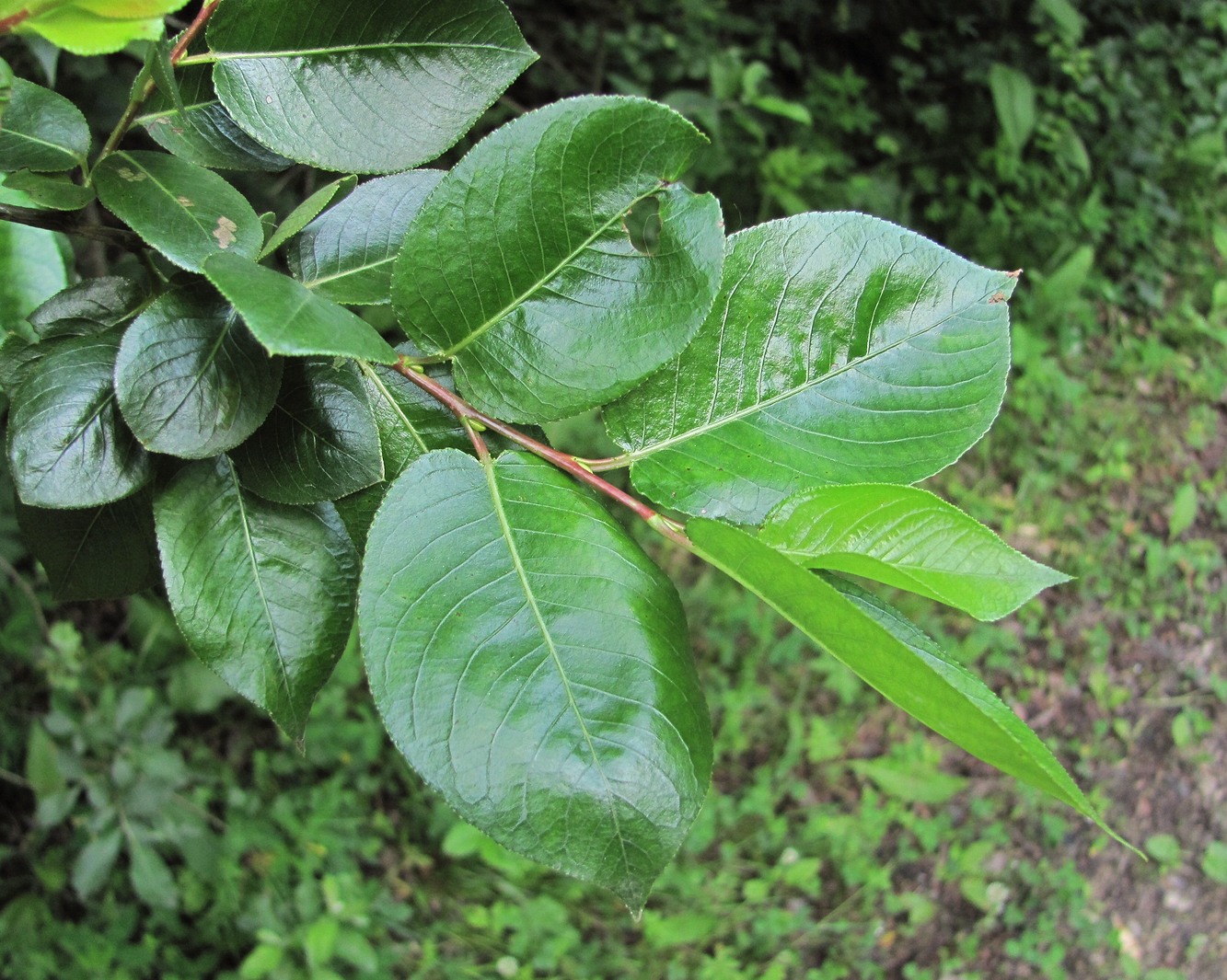 Изображение особи Salix pentandrifolia.