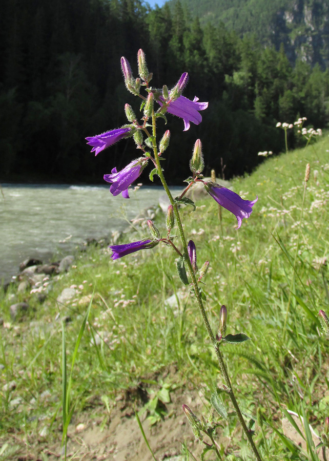 Изображение особи Campanula sibirica.