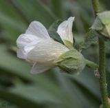 Alcea setosa