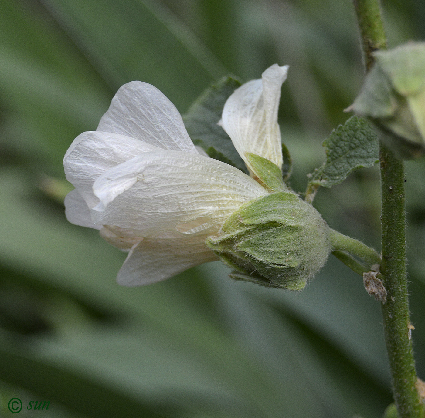 Image of Alcea setosa specimen.