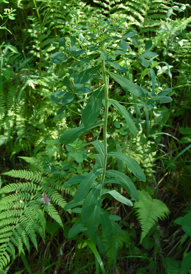 Image of Euphorbia pilosa specimen.