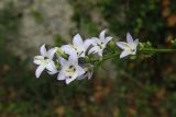 Campanula pyramidalis. Соцветие c питающимися долгоносиками. Черногория, Старый Бар, руины древней крепости. 14 августа 2019 г.